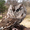 Eastern Screech Owl