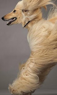 How to mod Afghan Hounds Jigsaw Puzzle patch 1.0 apk for pc