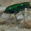 Six-Spotted Tiger Beetle