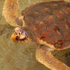 Loggerhead Sea Turtle