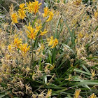 Kangaroo Paw