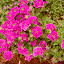 Verbena 'Lanai Royal Purple'