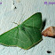 Emerald  moth