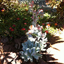 Echeveria topsy turvy