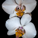 White Orchid