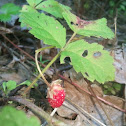 Wild Strawberries