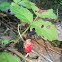 Wild Strawberries