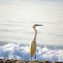 Snowy Egret