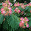Silk tree or Mimosa