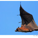 Indian Flying Fox
