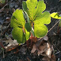 Bloodroot leaves