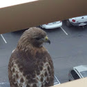 Red Tail Hawk