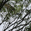 Howler Monkey Family