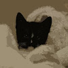 Kitty in a Blanket