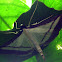 Moth