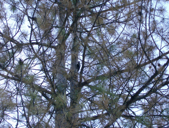 Spotting Image 1