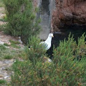 Seagull - a - yellow-legged
