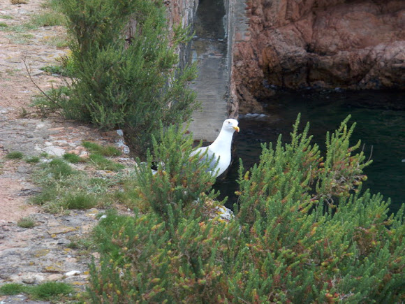 Spotting Image 1
