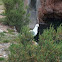 Seagull - a - yellow-legged