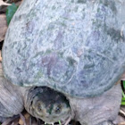 Common snapping turtle