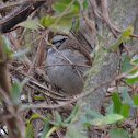 White-throated Sparrow