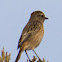 Stonechat, Tarabilla Común