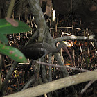 Unknown water bird
