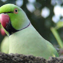 Rose-ringed Parakeet