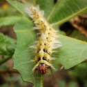 tussok moth caterpillar