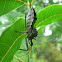 Wheel Bug