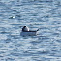 Bufflehead (male)