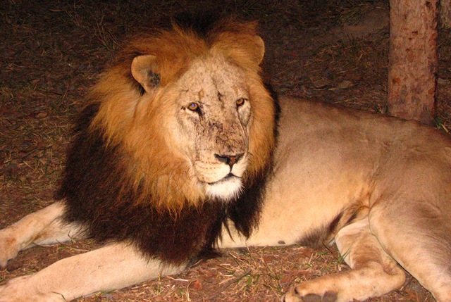 [lion[5].jpg]