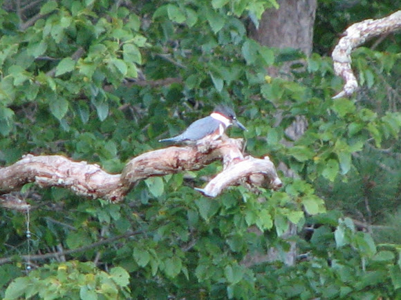 Spotting Image 1