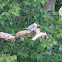 Belted Kingfisher