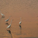 Egrets