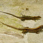Whip-tail Lizard?