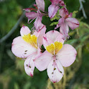 Lirio del Monte