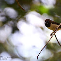 Javan Munia