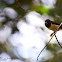 Javan Munia