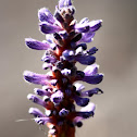 Pickerelweed