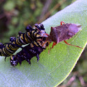 Monarch Caterpillar & Predatory Stink Bug