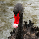 Black Swan