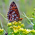 Silver-Bordered Fritillary