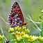 Silver-Bordered Fritillary