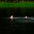 Pink Freshwater dolphin