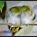 Common Tailor bird- Roosting