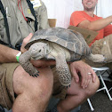 Sonoran Desert Tortoise