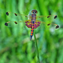 Calico Pennant