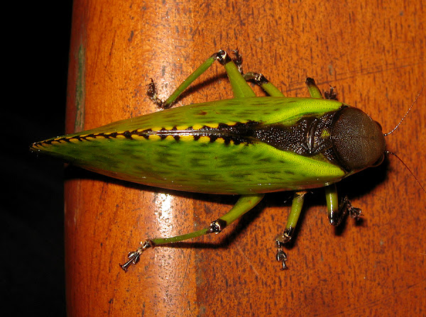 Hard-shelled Katydid | Project Noah