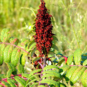Smooth Sumac